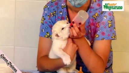 Los videos de risas de (animales) mas gracioso del mundo de gatos y perros  #15#