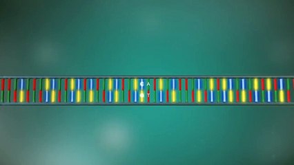 DNA_replication_-_3D