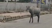 Lockdown: Nilgai spotted on road near GIP Mall in Noida