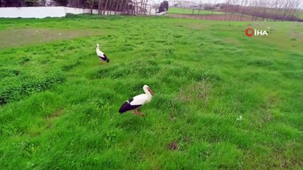 İstanbul'da leylek sürüsü akını