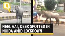 Amid Coronavirus Lockdown, Neel Gai Spotted Near GIP Mall, Deer at Noida Sector 91