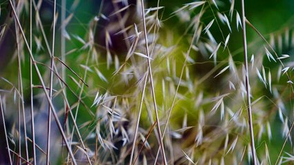 Plants natural scenery beautiful amazing.