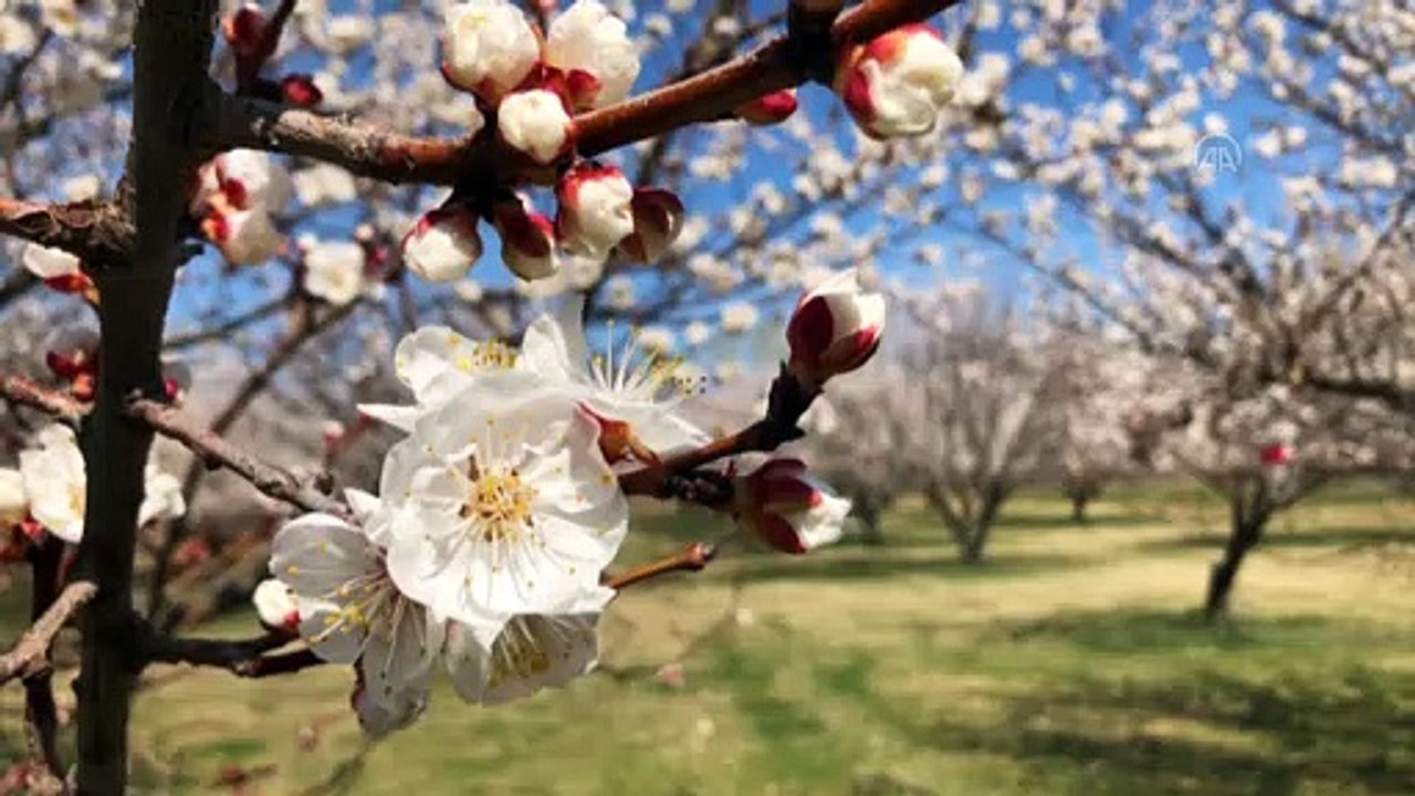 Kayısı bahçeleri 'beyaz gelinliği' ile ziyaretçilerini büyülüyor - IĞDIR