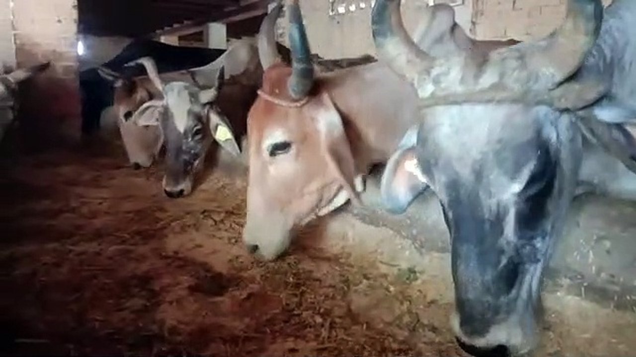 मथुराः गौशालाओं में चारा खत्म होने से होगी बड़ी परेशानी