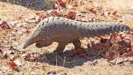 هذا الحيوان متهم بتصدير فايروس كورونا الذي شلّ روتين العالم