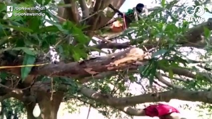 कोरोना वायरस: सेल्फ आइसोलेशन के लिए पेड़ों पर बसेरा ले रहे लोग