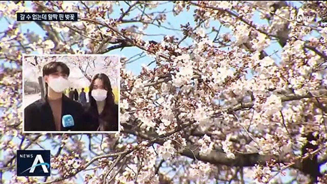 “찻길·인도 모두 통제”…여의도 봄꽃축제 결국 취소