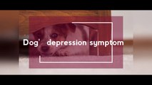 Symptoms of depression in dogs ....