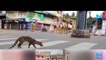 Nature is healing: Netizens react after video of deer running on empty streets goes viral