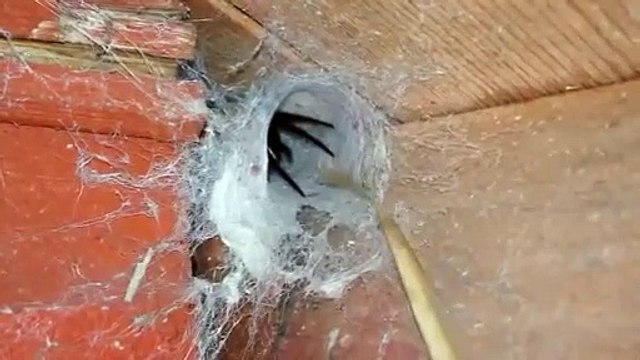 Il a comme animal de compagnie... une araignée sauvage