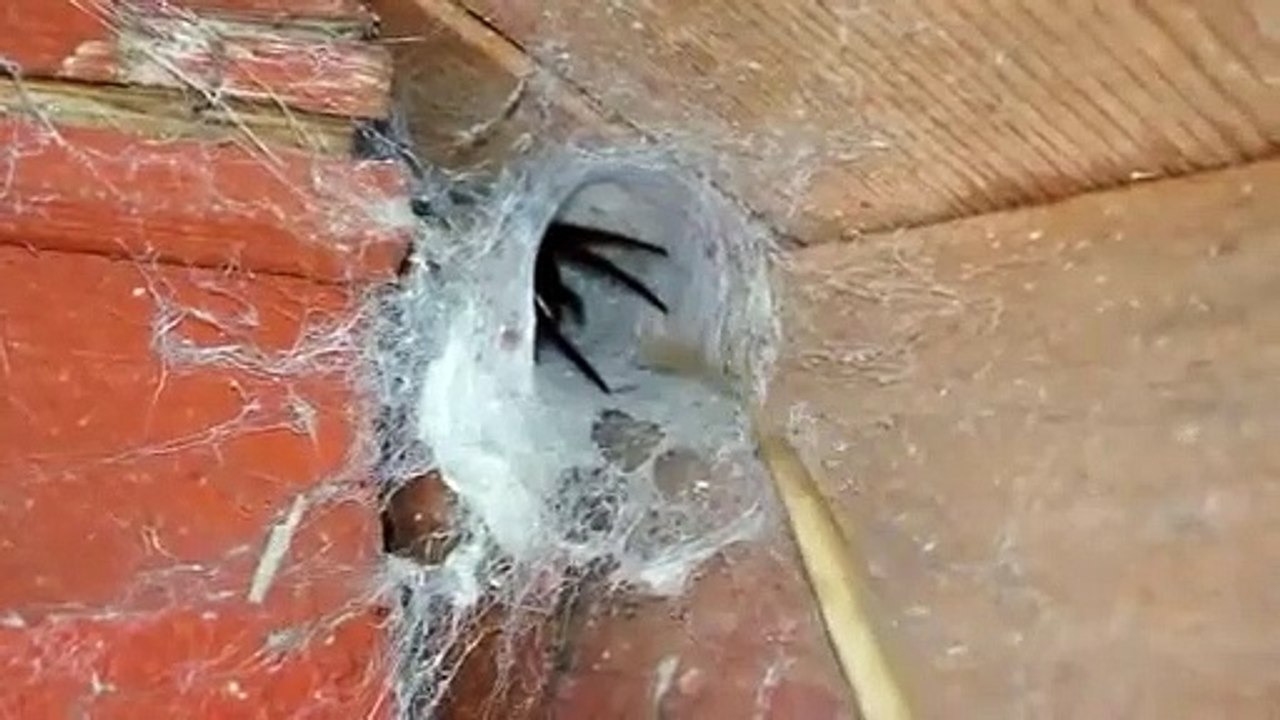 Il a comme animal de compagnie... une araignée sauvage