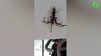 Une énorme guêpe embarque une araignée... Bienvenue en Australie