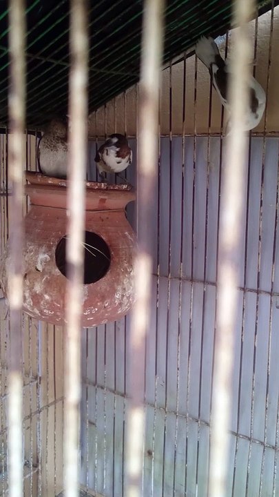 Goldian brids banglaice