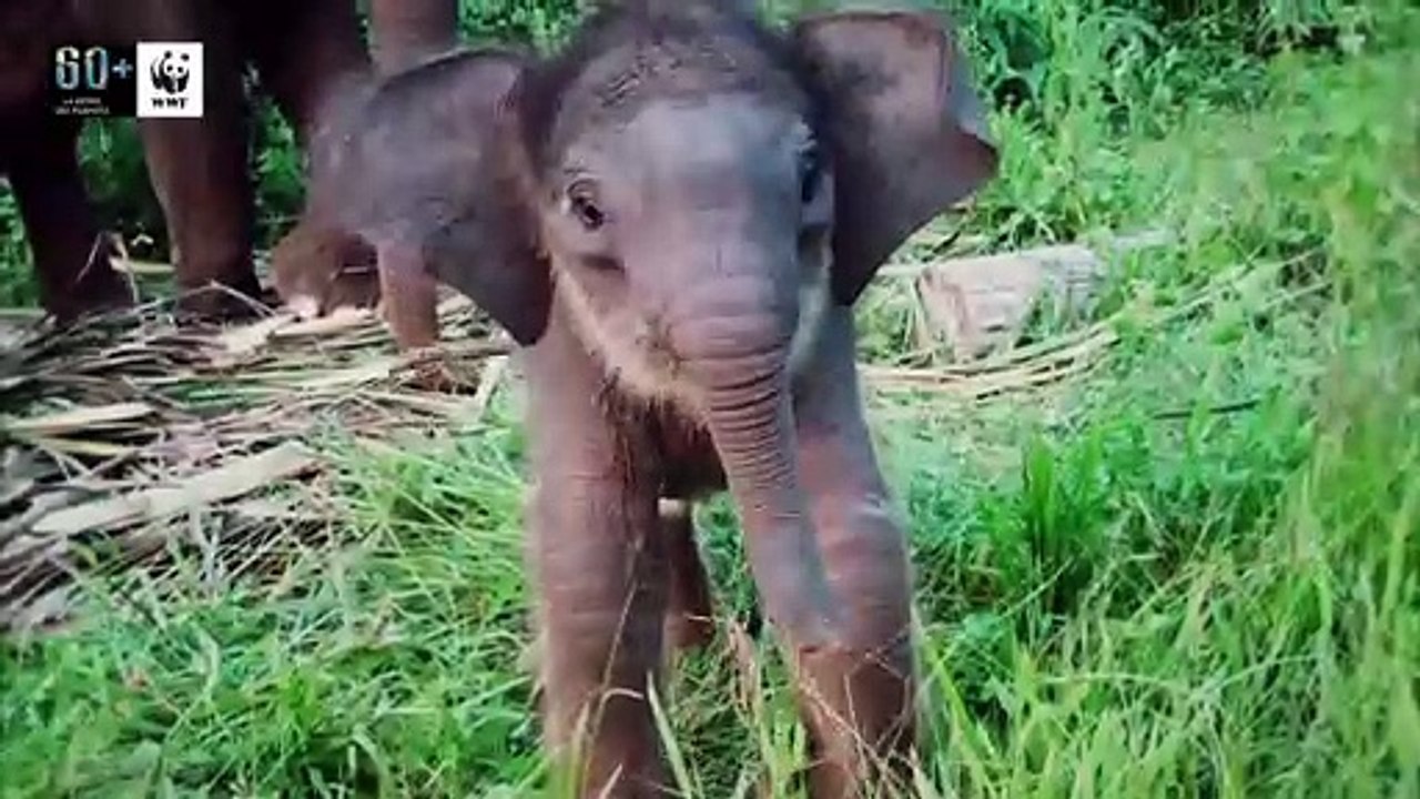 Amaral, Clara Lago, Blas Cantó participan en 'La Hora del Planeta'
