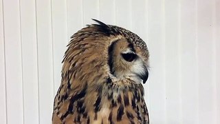 くしゃみするフクロウ_(How an Owl Sneeze)