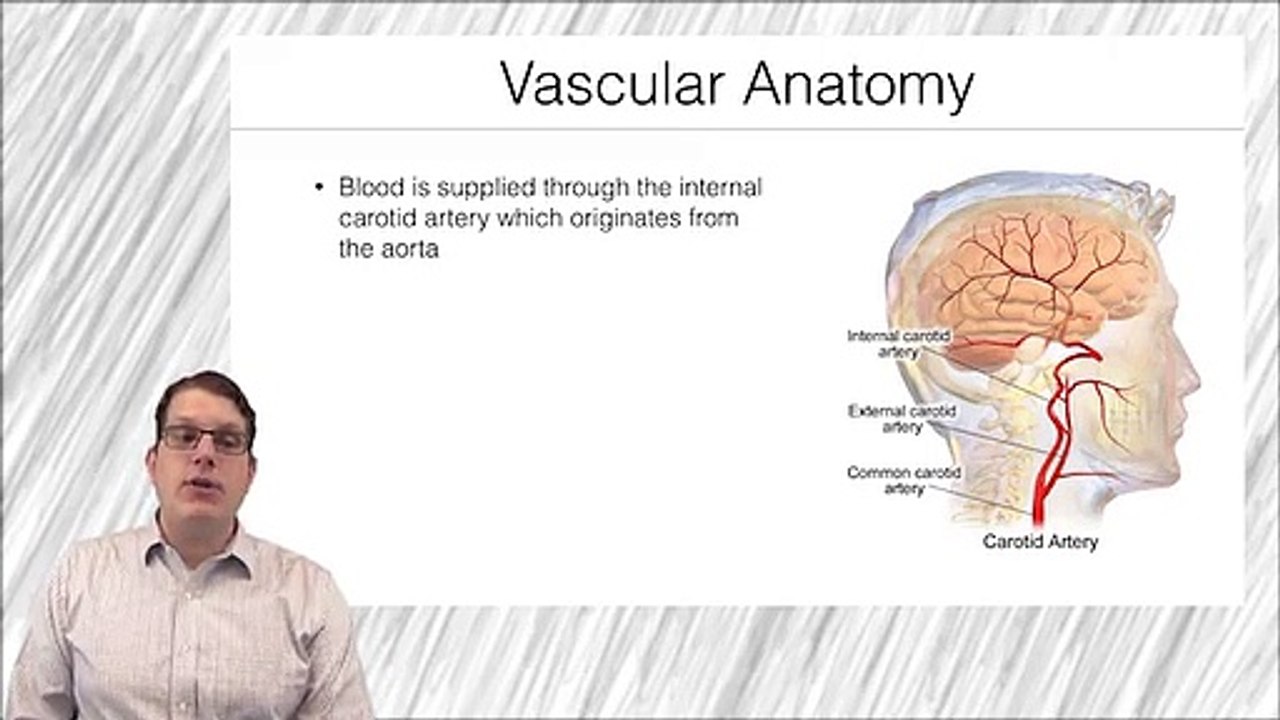Fundamentos de Neurociencia para la Neuroimagen. Estructura y anatomía del SNC Parte 2