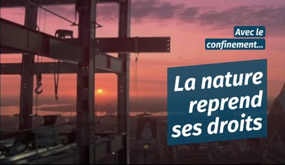Avec le confinement, la nature reprend ses droits