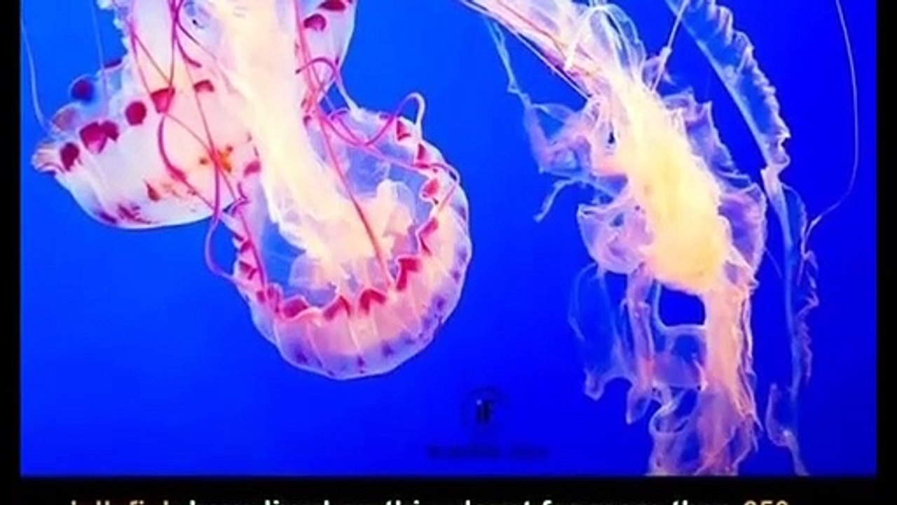 Fascinating | Amazing | Weird facts