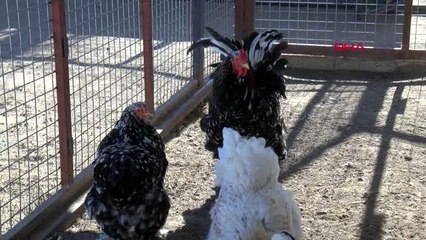 Çiftliğinde 10 farklı ırkta horoz ve tavuk yetiştiriyor