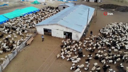 Koyun ve kuzuların renkli buluşması böyle görüntülendi