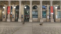 Des canards profitent du confinement pour se balader dans les rues de Paris