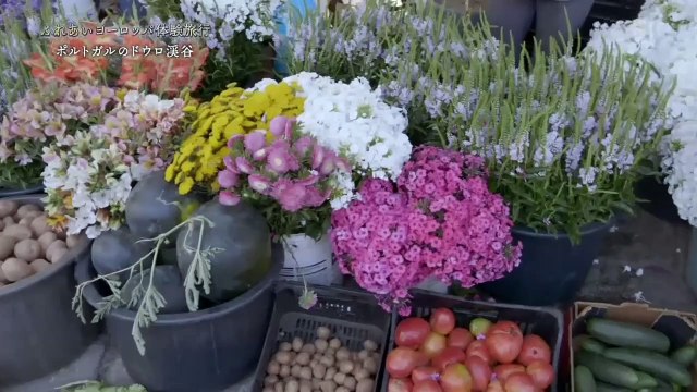 ふれあいヨーロッパ体験旅行「ポルトガルのドウロ渓谷」