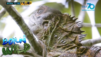 Born to be Wild: Sailfin lizards of Luban Island