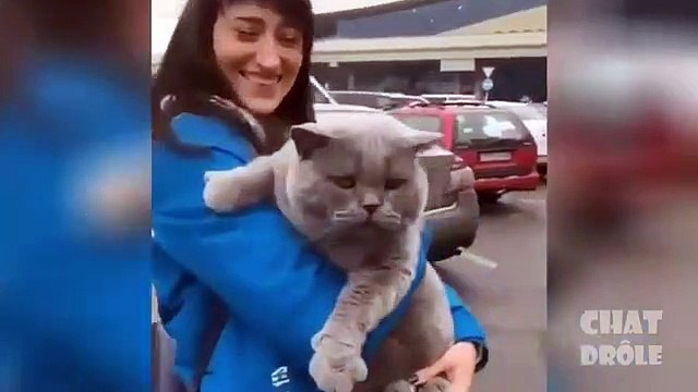 Ne Pas Rire Video De Chat a Mourir De Rire