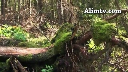 Hizmet nasıl olmalı - M. Zeki Ceylan