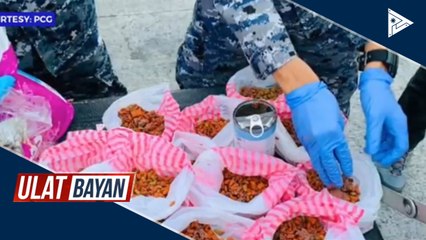 Mga pagala-galang pusa, sinagip ng PCG