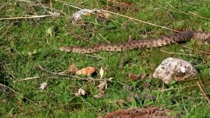 Burdur'da bulunan "koca engerek" yılanı Şanlıurfa'da doğaya bırakıldı