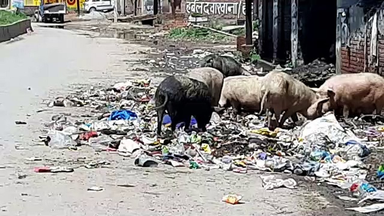 शामली पालिका की लापरवाही से सड़कों पर लगे गंदगी के अंबार