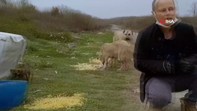 Hayvanseverlerden sokak hayvanları için yardım çağrısı