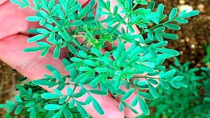 La Ruda Le Dicen Planta Casa Fortuna: CLIENTE, AMOR, DINERO Y SUERTE