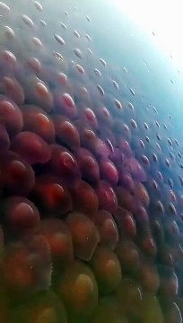 Découvrez ce magnifique spectacle de méduses dans de l’eau douce.