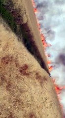 इंदौर: गेहूं की फसल में लगी आग