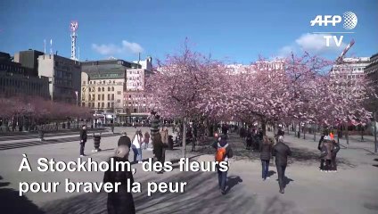 Coronavirus: à Stockholm, les fleurs prennent le pas sur la peur