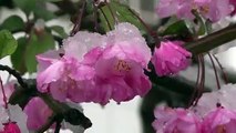 ثلوج ربيعية تغطي طوكيو في موسم تفتح أزهار الكرز