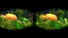 Exotic fish 3D VR 180 4K