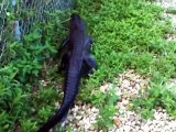 Ninja Gator! Ce crocodile grimpe au grillage