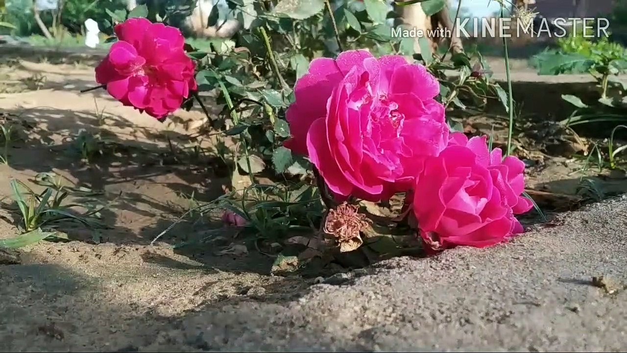 a beautiful rose
