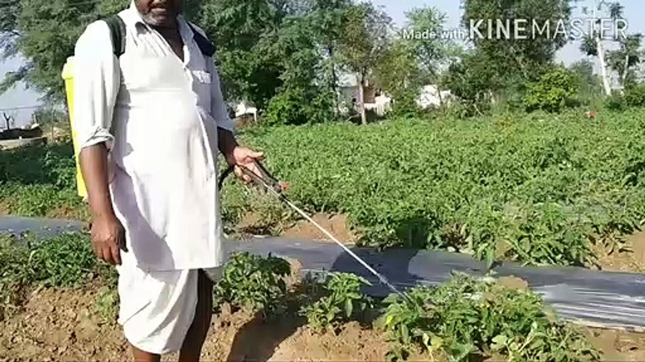 insect and pest control in vegetables