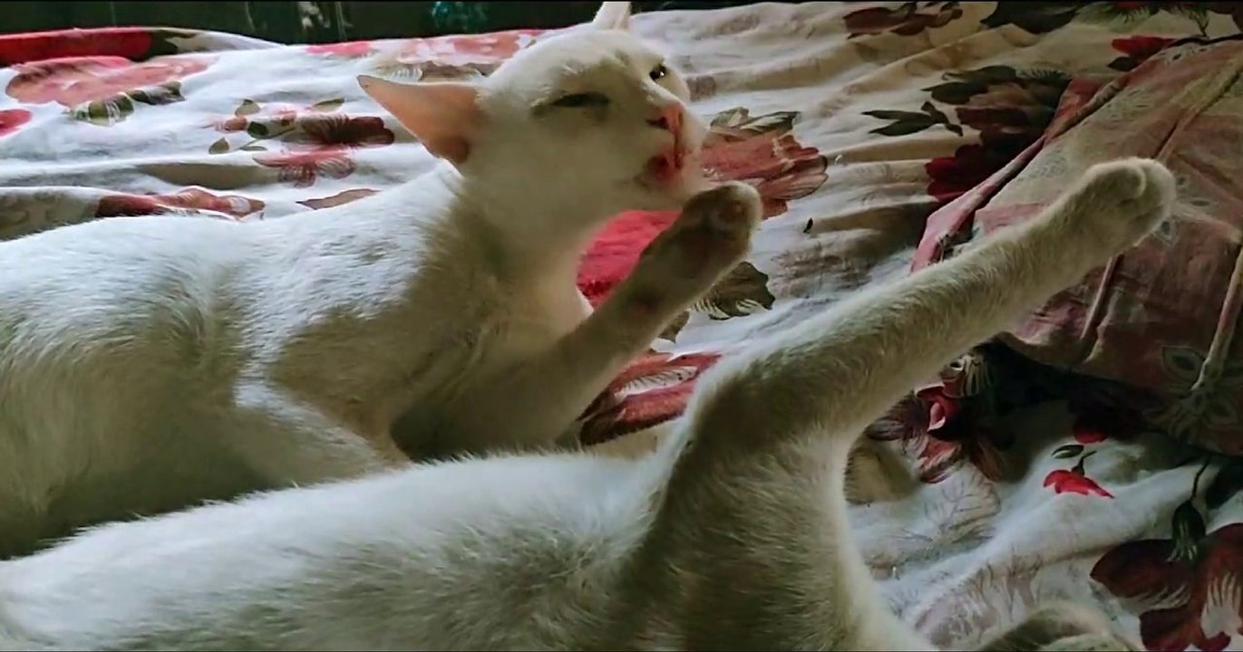 Adorable white cat falling asleep but can't stop taking care of his sister