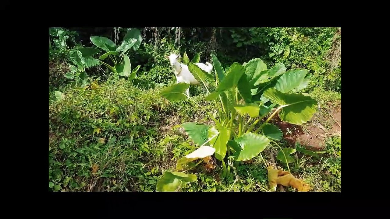 HOW TO RELAX TOP 1 SOFT MUSIC RELAXING, MEDITATION SLEEP CALM, NATURE RELAXATION, SPA, GOATS