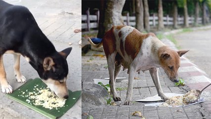 India में Lock Down के वक्त लोगों ने दिया Stray Dogs को खाना, MUST WATCH | Boldsky