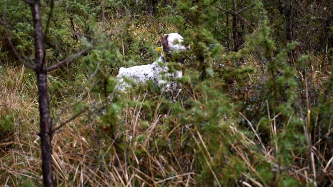 Largo Braque du Bourbonnais à l'entrainement sur bécasse