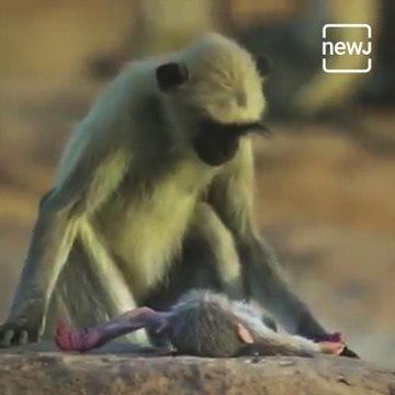 Langurs mourn the death of a fake monkey