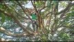 Indian workers quarantine themselves in tree after returning to their village