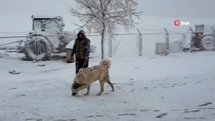 Kangal köpekleriyle 'evinde kal' Türkiye dediler