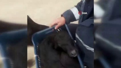 Anne mandanın yavru sevgisi